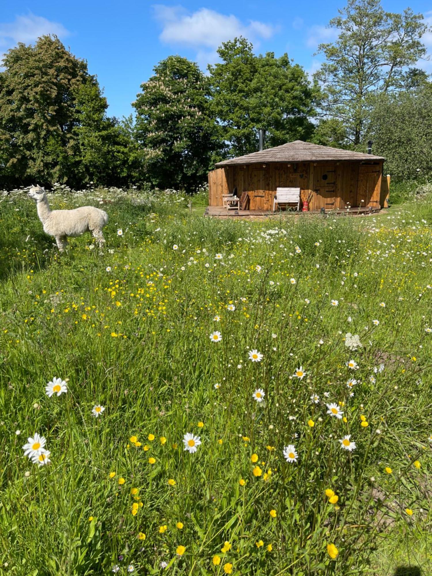Lodge Acorn Glade Glamping *