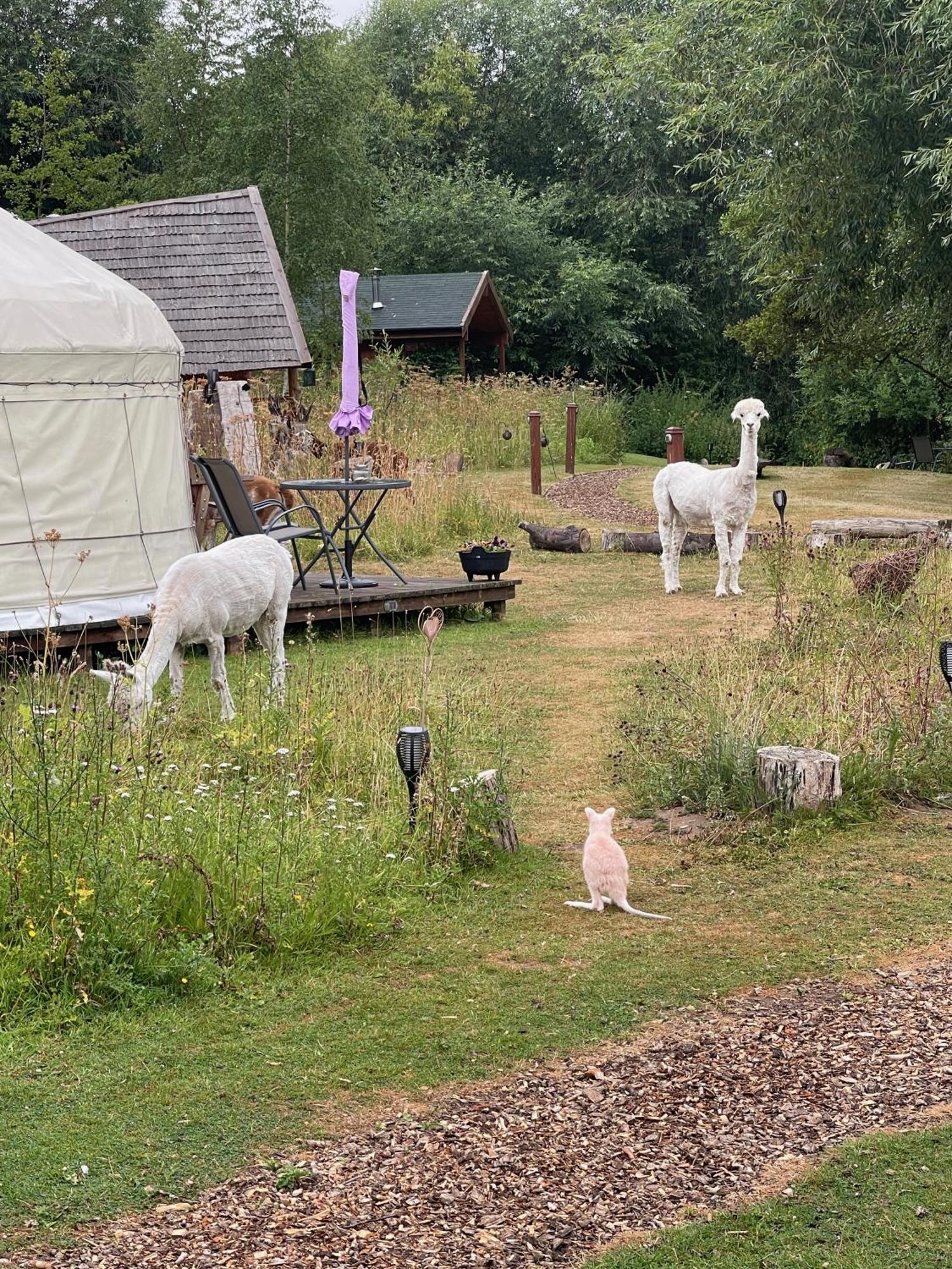 Acorn Glade Glamping Lodge