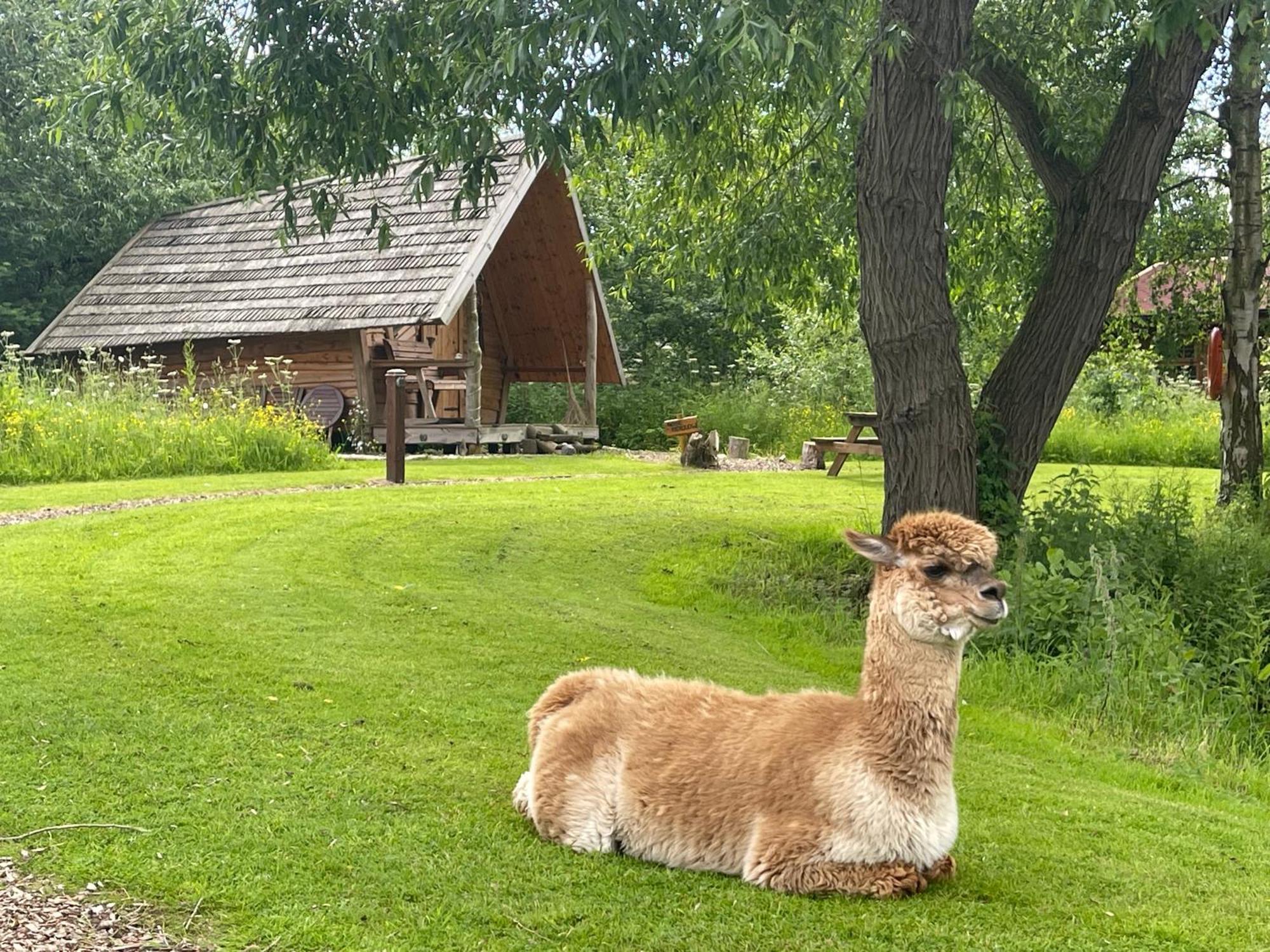 Acorn Glade Glamping * York
